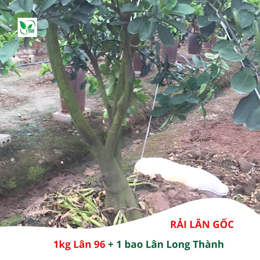 quy-trinh-5-buoc-lam-bong-cay-buoi-mua-nghich
