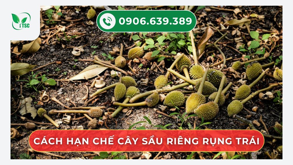 Giá sầu riêng hôm nay ngày 27/8/2025 - RI6 giảm sâu, sầu Thái giữ mức cao cach-han-che-cay-sau-rieng-rung-trai-non
