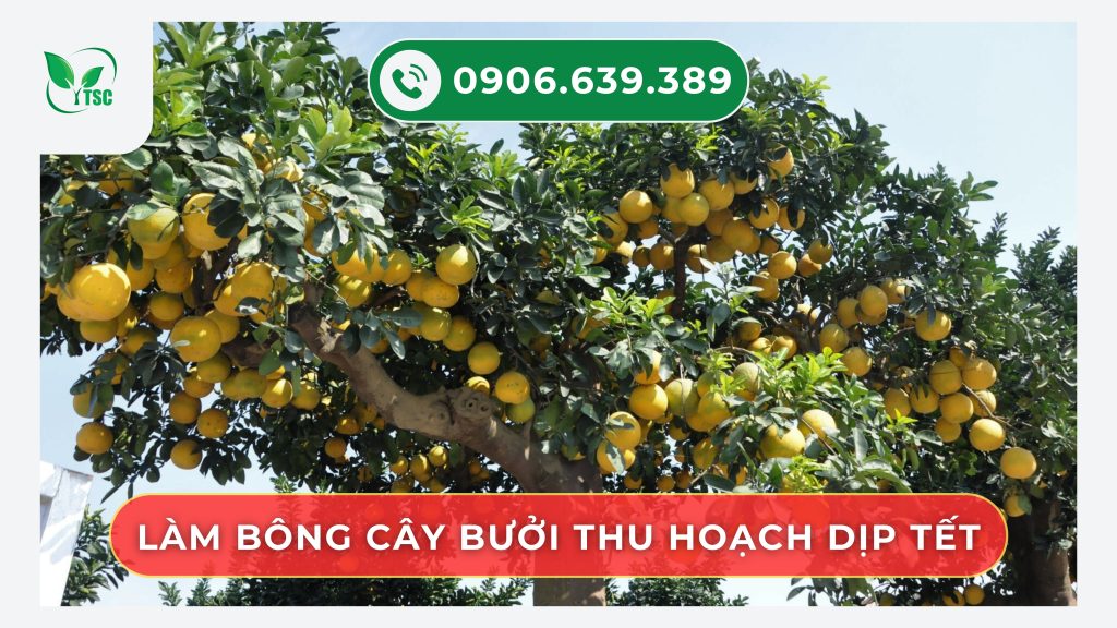 quy-trinh-5-buoc-lam-bong-cay-buoi-mua-nghich
