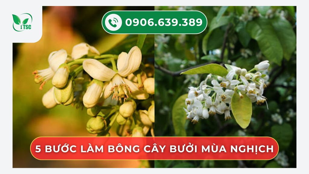 quy-trinh-5-buoc-lam-bong-cay-buoi-mua-nghich