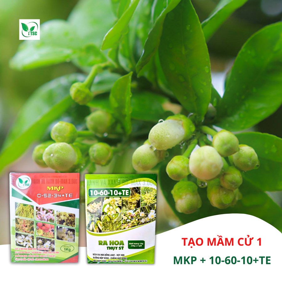 quy-trinh-5-buoc-lam-bong-cay-buoi-mua-nghich