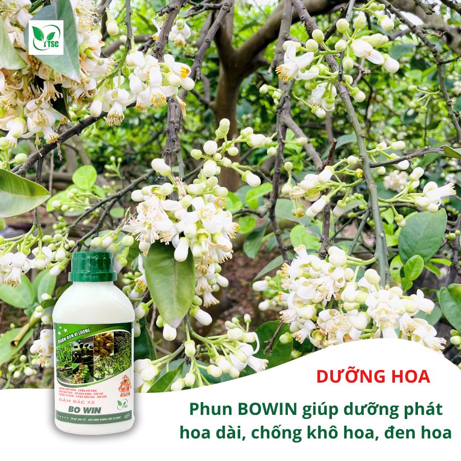 quy-trinh-5-buoc-lam-bong-cay-buoi-mua-nghich