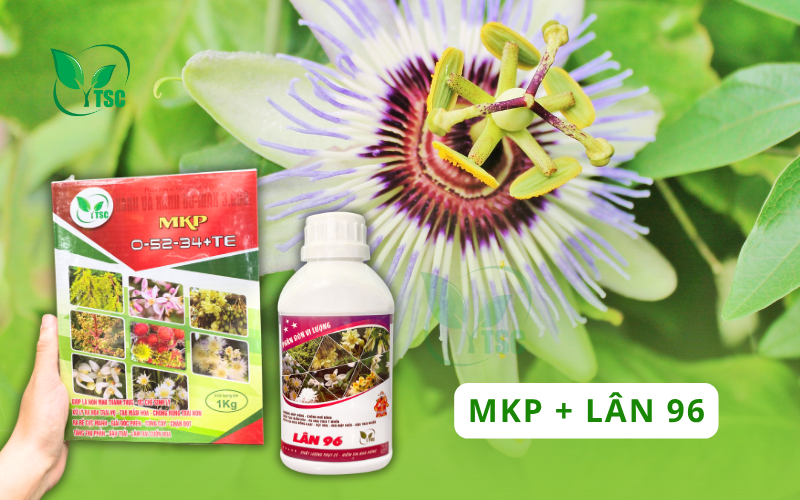 Cách Làm Bông Chanh Dây Đơn Giản Chỉ Với 3 Giai Đoạn cach-lam-bong-chanh-day