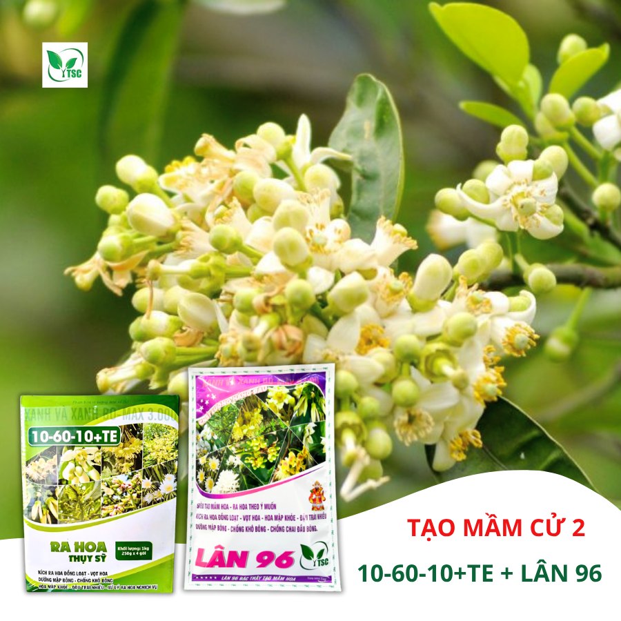 quy-trinh-5-buoc-lam-bong-cay-buoi-mua-nghich