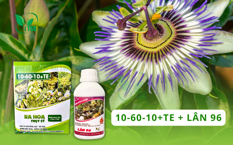 Cách Làm Bông Chanh Dây Đơn Giản Chỉ Với 3 Giai Đoạn cach-lam-bong-chanh-day