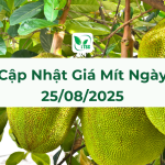 Cập Nhật Giá Mít Hôm Nay Ngày 25/08/2025