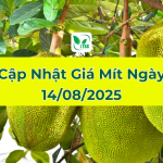 Cập Nhật Giá Mít Hôm Nay Ngày 14/08/2025