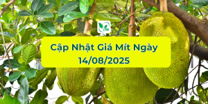 Gia-mit-hom-nay
