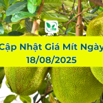 Cập Nhật Giá Mít Hôm Nay Ngày 18/08/2025