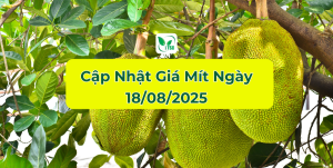 Gia-mit-hom-nay