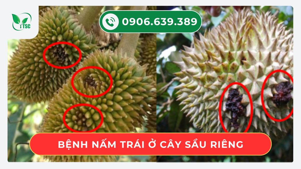 benh-nam-trai-o-cay-sau-rieng
