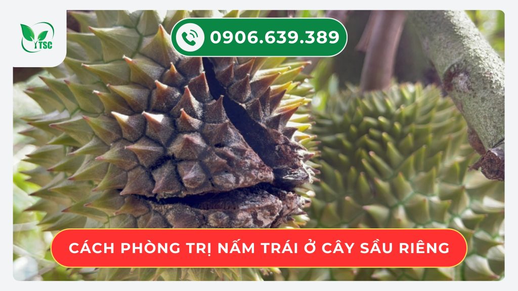 cach-phong-benh-nam-trai-o-cay-sau-rieng