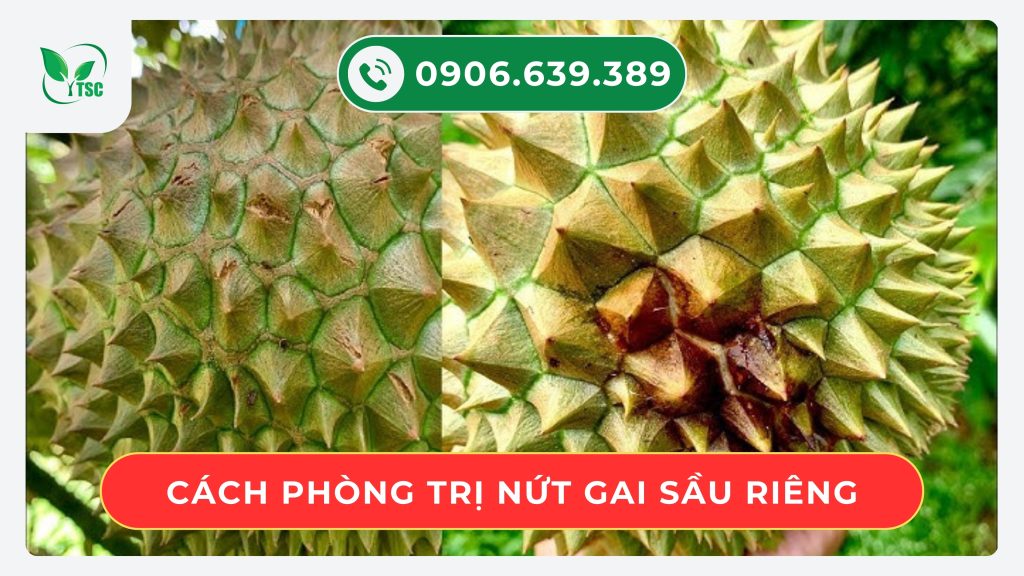gia-sau-rieng-hom-nay-cach-phong-tri-nut-gai-sau-rieng