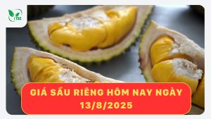 gia-sau-rieng-hom-nay-ngay-12-8-2025
