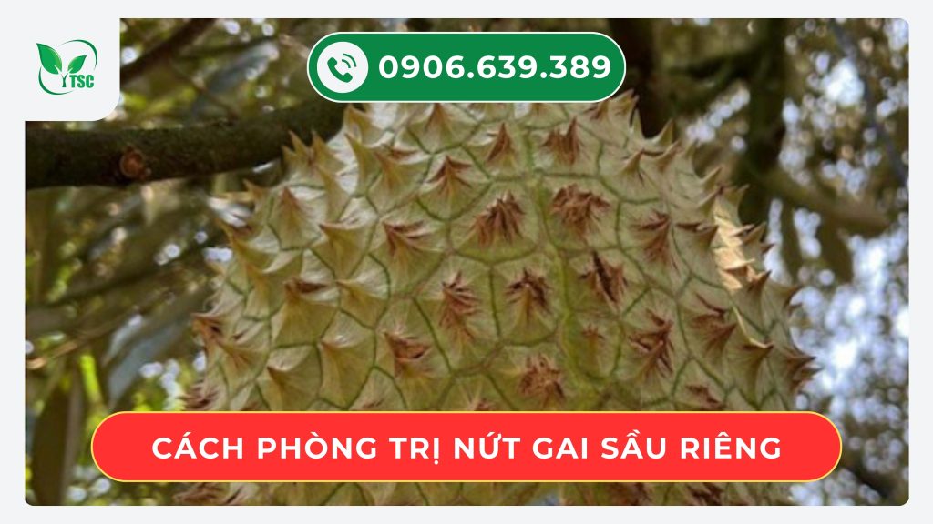 cach-phong-tri-nut-gai-sau-rieng
