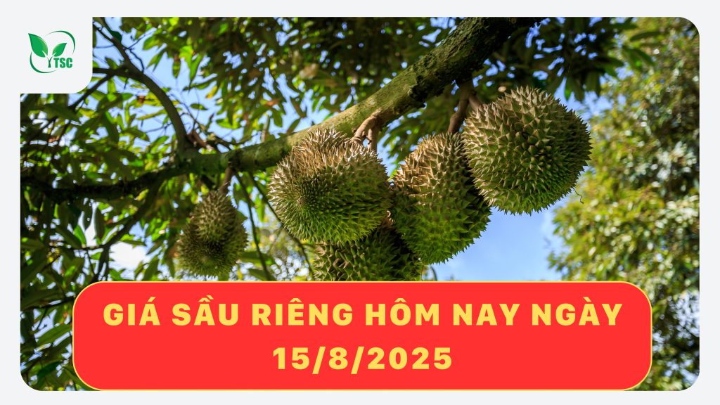 gia-sau-rieng-hom-nay-15-8-2025