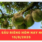Giá sầu riêng hôm nay ngày 15/8/2025 – Sầu riêng Thái và Ri6 đang có chiều hướng tăng nhẹ trở lại