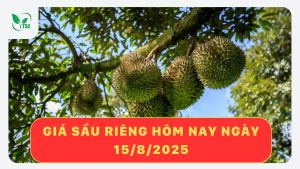 gia-sau-rieng-hom-nay-15-8-2025