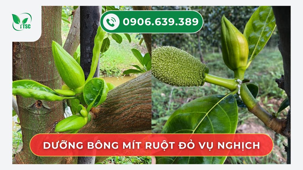 duong-bong-mit-ruot-do-khoe-vu-nghich