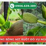 Dưỡng Bông Mít Ruột Đỏ Vụ Nghịch – Bí Quyết Giúp Bông Khỏe, Đậu Trái Cao