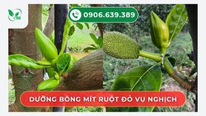 duong-bong-mit-ruot-do-khoe-vu-nghich