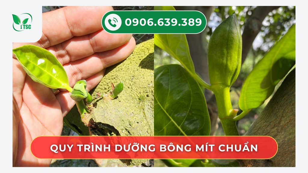 duong-bong-mit-ruot-do-khoe-vu-nghich