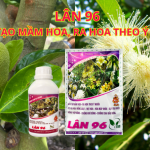 Lân 96 – Siêu Tạo Mầm Hoa, Ra Hoa Theo Ý Muốn