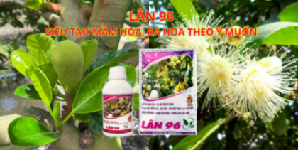 Lân 96 - Siêu Tạo Mầm Hoa, Ra Hoa Theo Ý Muốn Lân 96 Phân Hoá Mầm Hoa