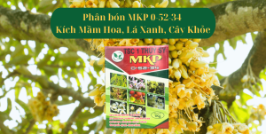 MKP-kich-mam-hoa