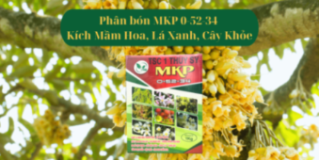 Phân Bón MKP Xử Lý Ra Hoa Nghịch Vụ