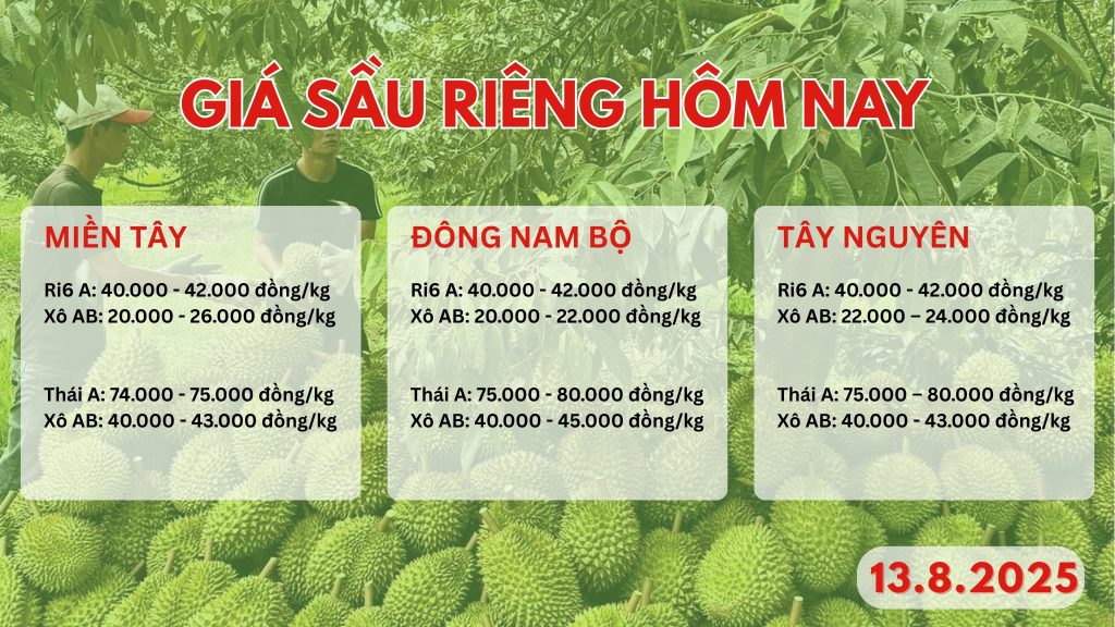 gia-sau-rieng-hom-nay-ngay-12-8-2025