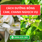 Cách Dưỡng Bông Cam, Chanh Nghịch Vụ – Giúp Hoa Khỏe, Đậu Trái Cao