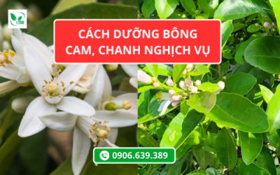Dưỡng Bông Cam Chanh Nghịch Vụ