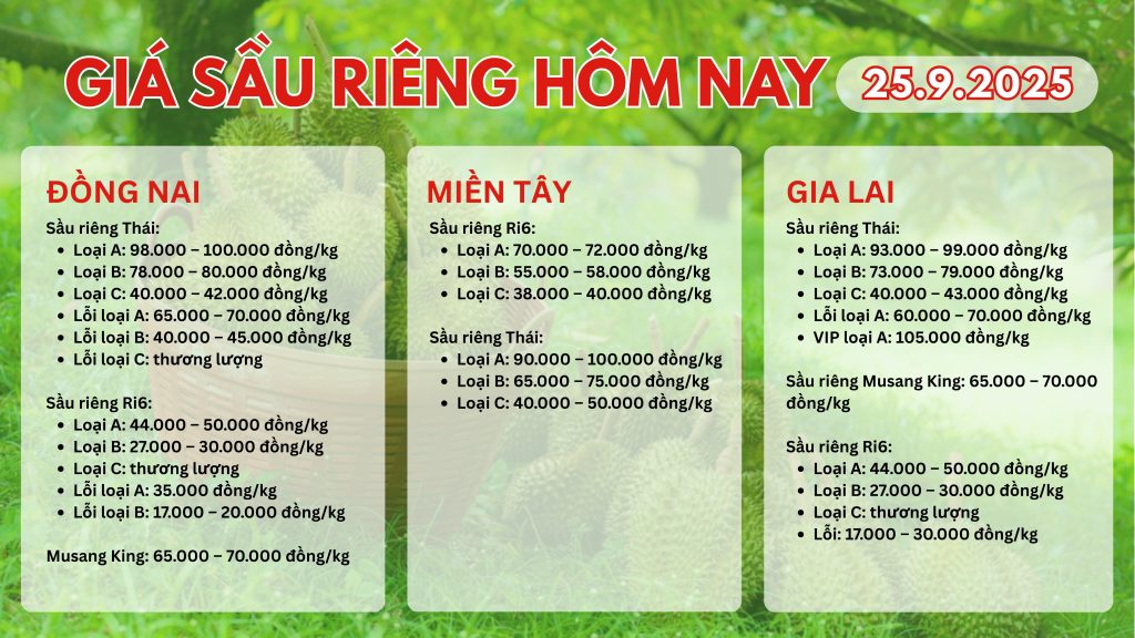 gia-sau-rieng-hom-nay-25-9-2025