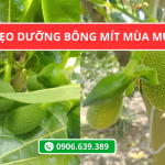 4 Mẹo Dưỡng Bông Mít Mùa Mưa Hiệu Quả