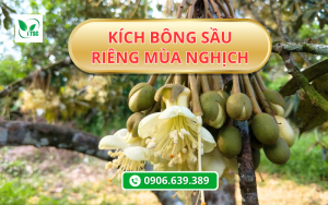 Kích Bông Sầu Riêng Mùa Nghịch