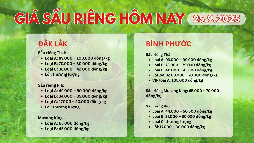 gia-sau-rieng-hom-nay-25-9-2025