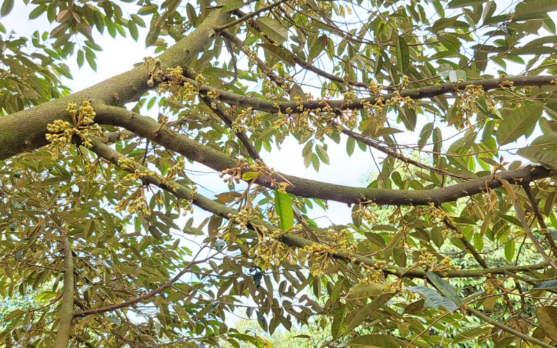 Kích Bông Sầu Riêng Mùa Nghịch