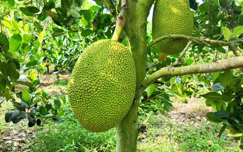 Xô Thụy Sỹ Gold