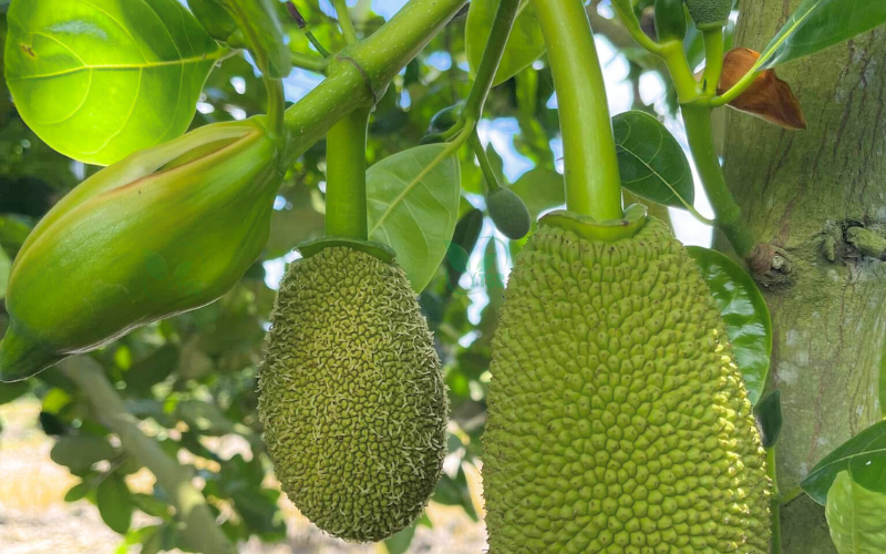 duong-bong-mit-mua-mua