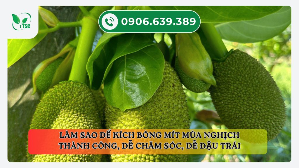 Làm sao để kích bông mít mùa nghịch thành công, dễ chăm sóc, dễ đậu trái lam-sao-de-kich-bong-mit-mua-nghich-thanh-cong