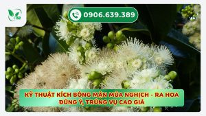 ky-thuat-kich-bong-man-mua-nghich-ra-hoa-dung-y-trung-vu-cao-gia