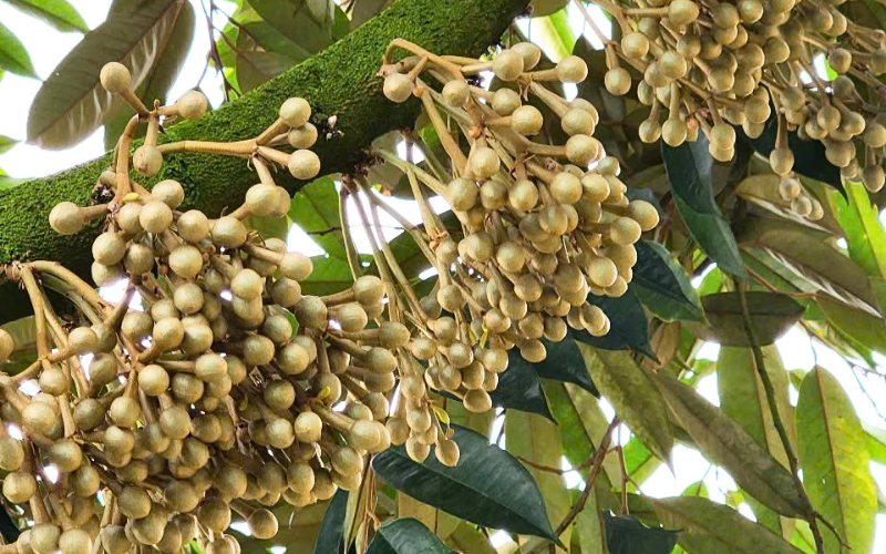 Kích Bông Sầu Riêng Mùa Nghịch