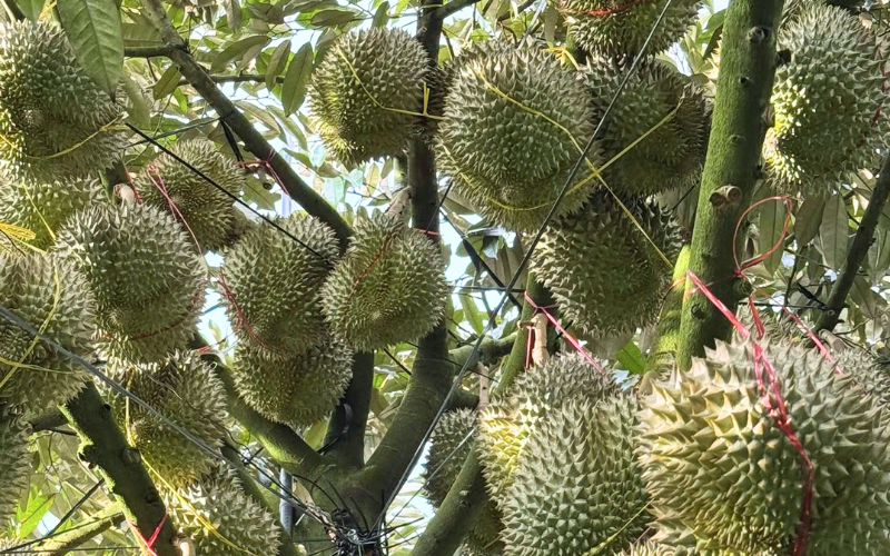 Xô Thụy Sỹ Gold