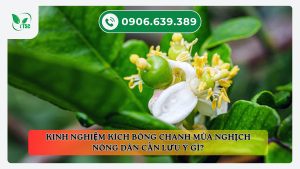 kinh-nghiem-kich-bong-chanh-mua-nghich