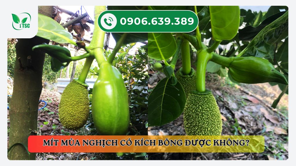 Làm sao để kích bông mít mùa nghịch thành công, dễ chăm sóc, dễ đậu trái kich-bong-mit-mua-nghich