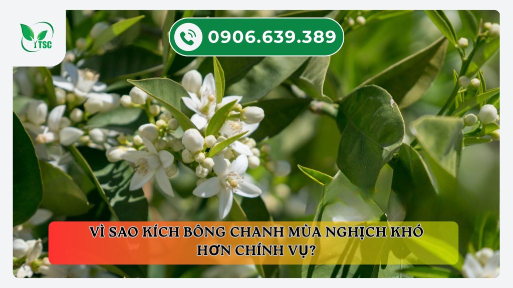 Kinh nghiệm kích bông chanh mùa nghịch – Nông dân cần lưu ý gì? vi-sao-kich-bong-chanh-mua-nghich-kho-hon-chinh-vu
