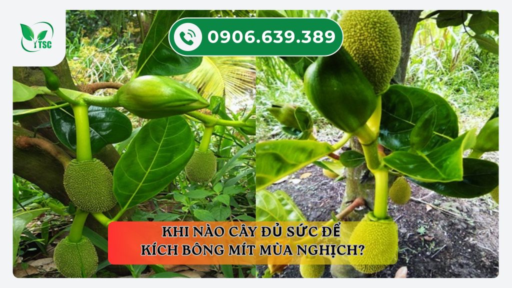 Làm sao để kích bông mít mùa nghịch thành công, dễ chăm sóc, dễ đậu trái khi-nao-cay-mit-du-suc-de-kich-bong-mit-mua-nghich