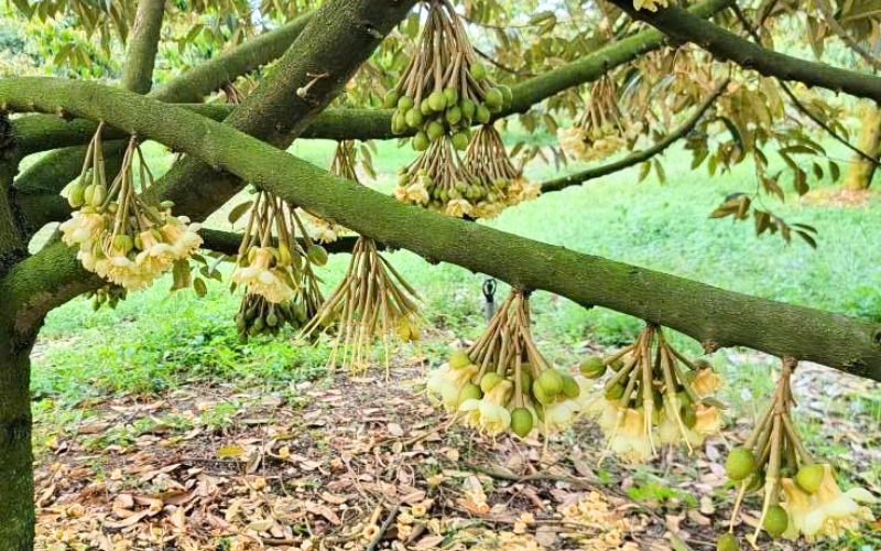 Kích Bông Sầu Riêng Mùa Nghịch