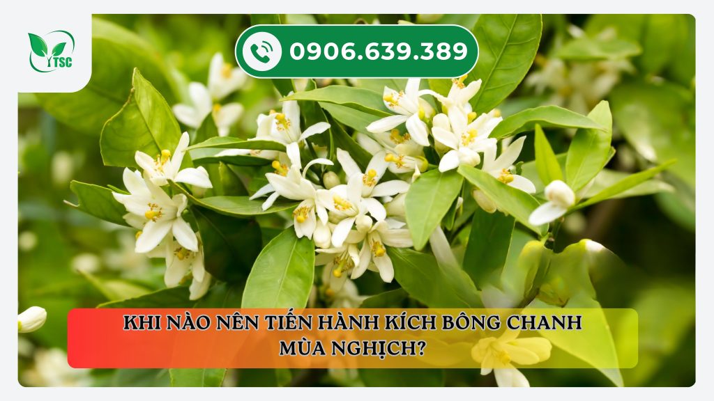 Kinh nghiệm kích bông chanh mùa nghịch – Nông dân cần lưu ý gì? khi-nao-nen-kich-bong-chanh-mua-nghich